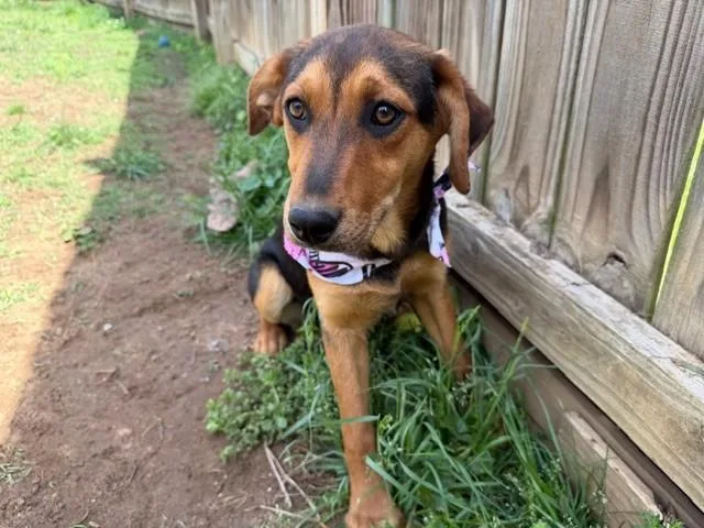 Sparrow Oiseau thumbnail 6