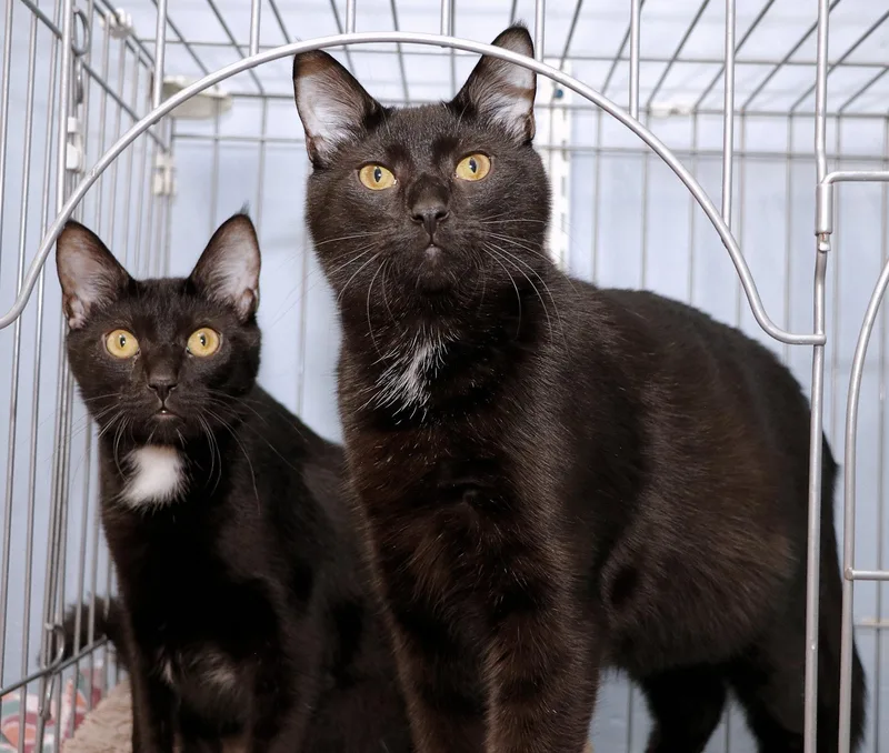 An adult medium-sized male Black Domestic Short Hair cat named Mardi Gras and Bayou for adoption in Cincinnati, OH