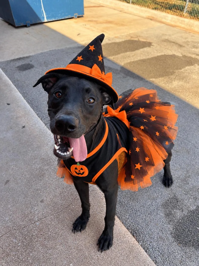 A baby large-sized female Mixed Breed dog named Lady for adoption in Chickasha, OK