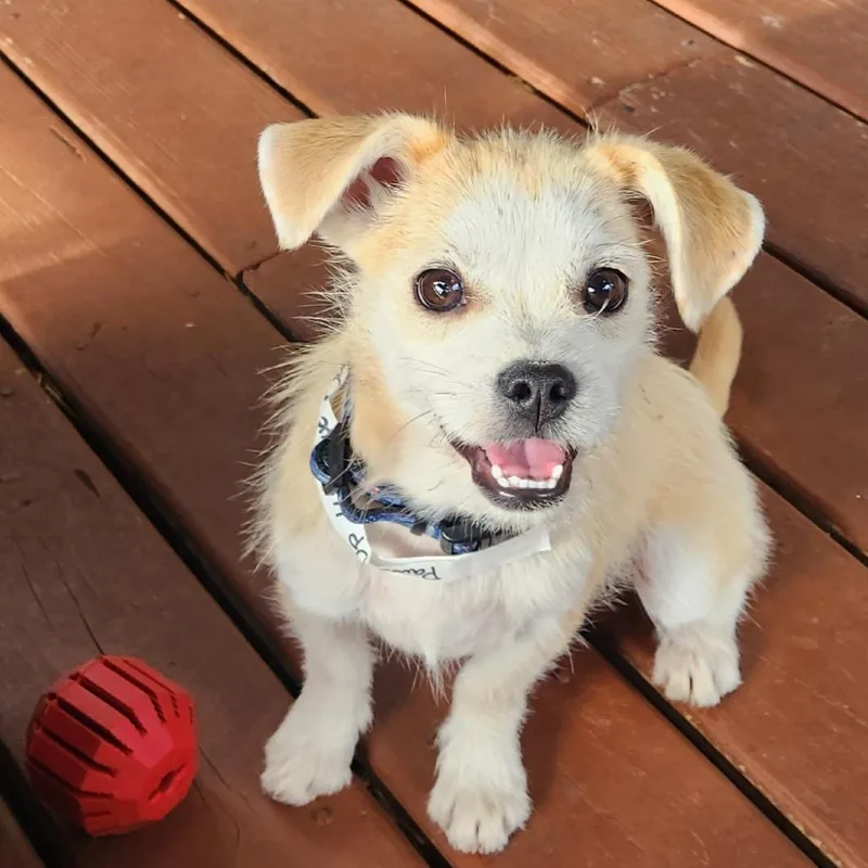 A baby medium-sized female Yellow / Tan / Blond / Fawn Terrier dog named Maxene Andrews for adoption in Joliet, IL
