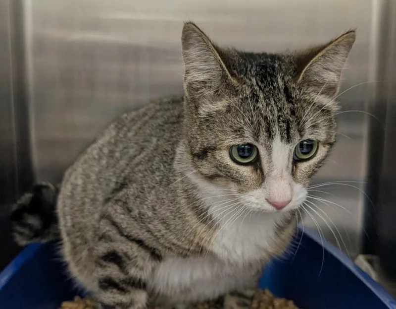 A young small-sized female Domestic Short Hair cat named Regina for adoption in Seven Points, TX
