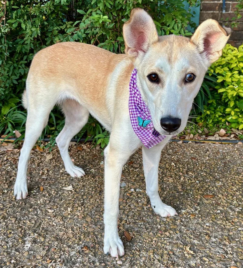 Iris  Sweetest Girl thumbnail 3