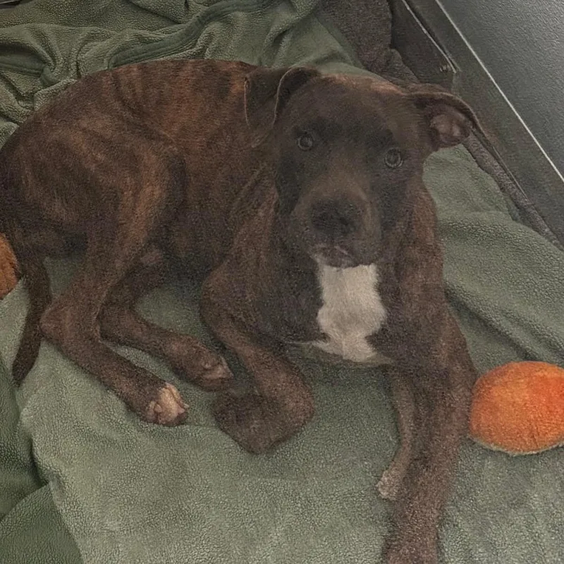 A young medium-sized male Pit Bull Terrier dog named Sylvester for adoption in Matteson, IL