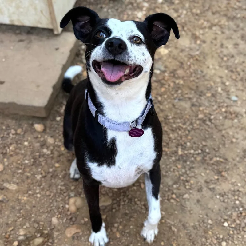 An adult medium-sized female Black Mixed Breed dog named Arabica for adoption in Fredericksburg, VA