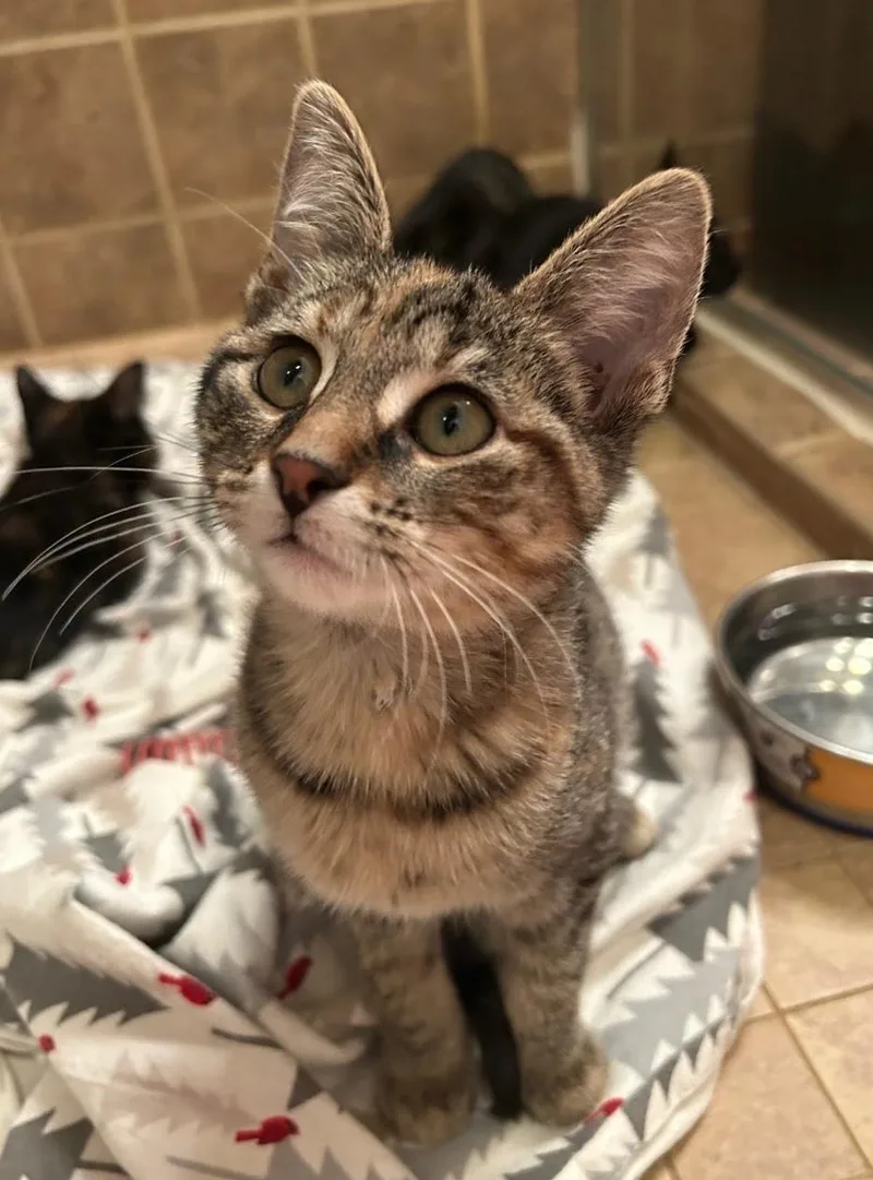 A baby medium-sized female Domestic Short Hair cat named Pinto for adoption in Chicago, IL
