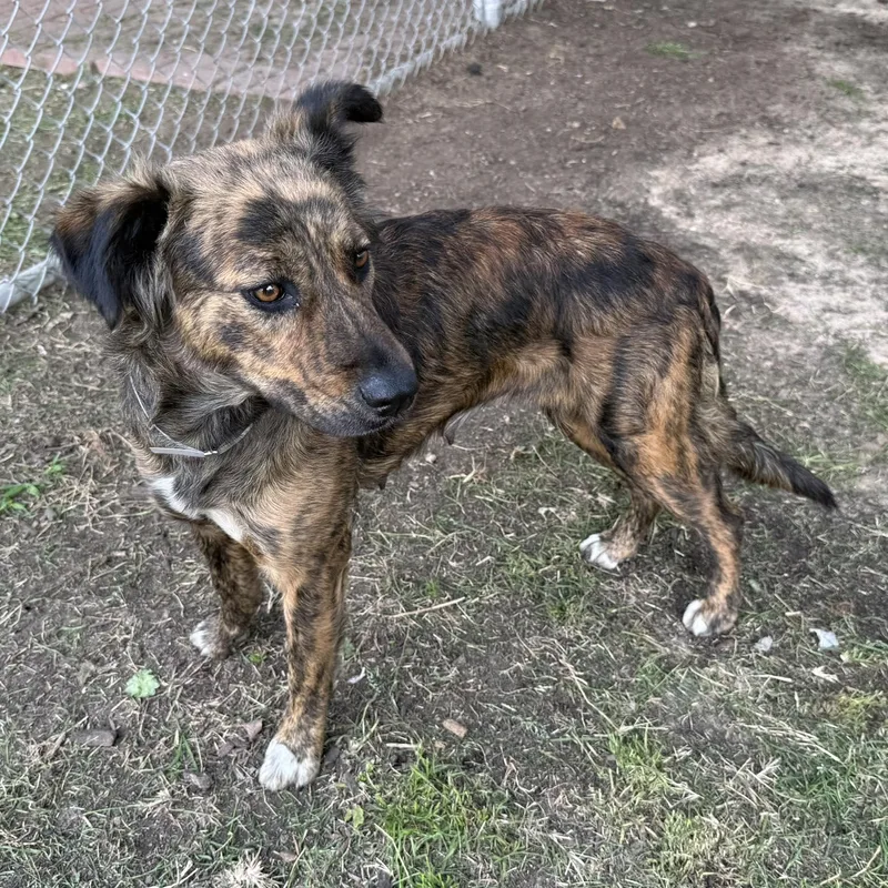 Dulce Latte thumbnail 2