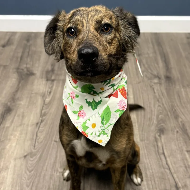 Dulce Latte thumbnail 3