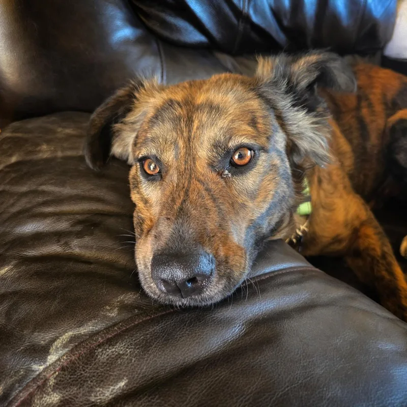 Dulce Latte thumbnail 4