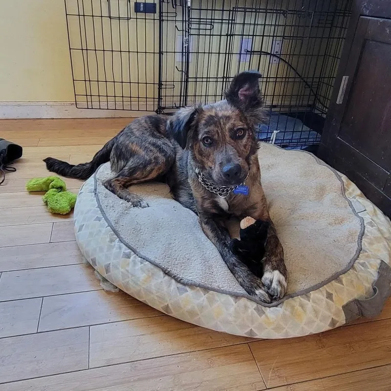 Dulce Latte thumbnail 5