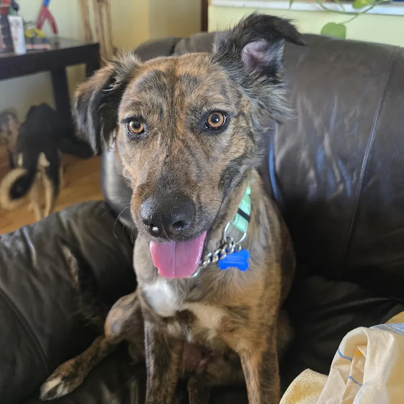 Dulce Latte thumbnail 6