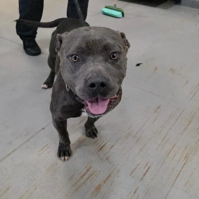 An adult large-sized male Mixed Breed dog named Lick Jagger for adoption in Columbus, GA