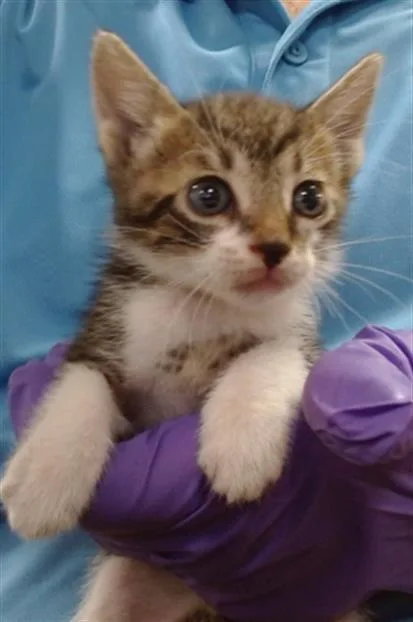 A baby small-sized male Domestic Short Hair cat named Butch for adoption in Miami, FL