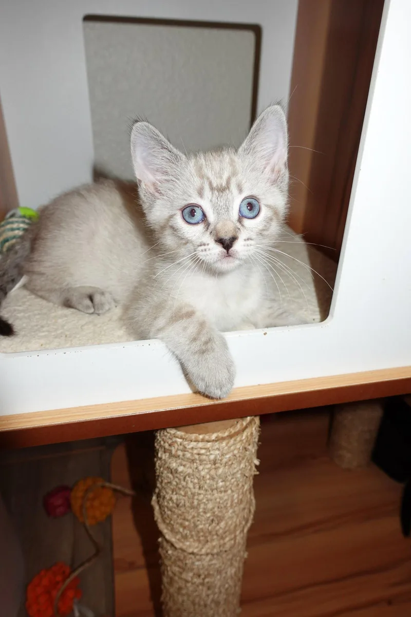 A young medium-sized female Buff & White Domestic Short Hair cat named Cupid for adoption in Davis, CA