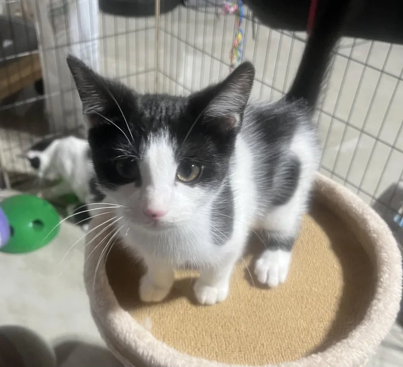 Posie