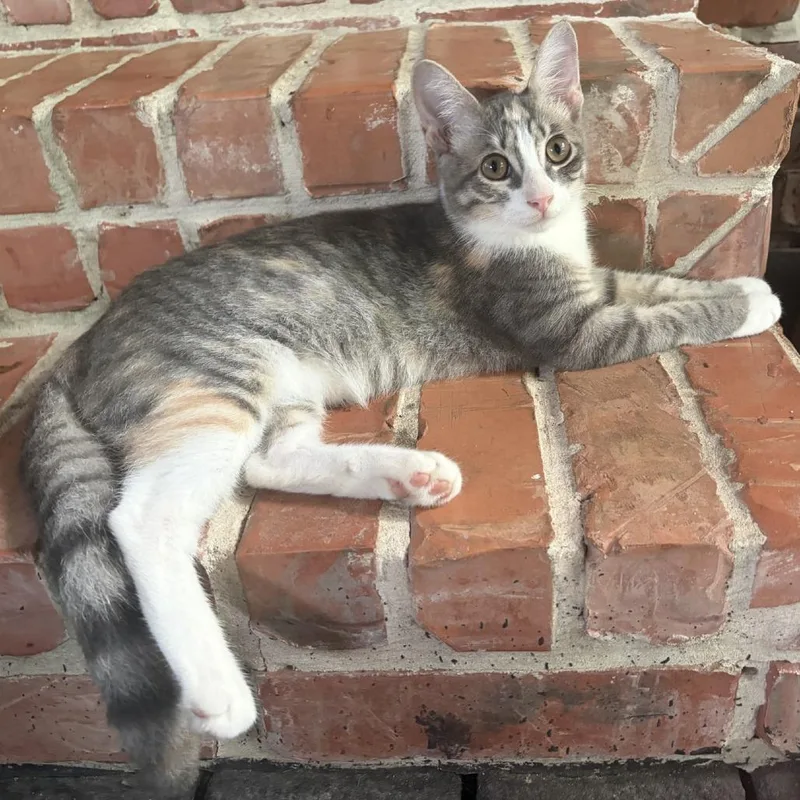 A baby medium-sized female Gray / Blue / Silver Domestic Short Hair cat named Betty Draper for adoption in Houston, TX