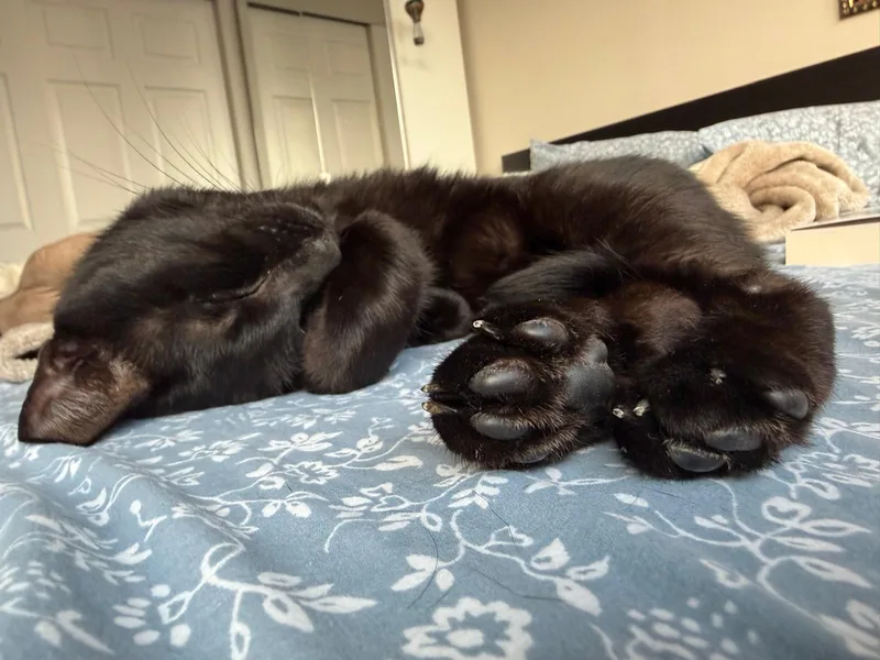 Cola The Lap Cat thumbnail 2
