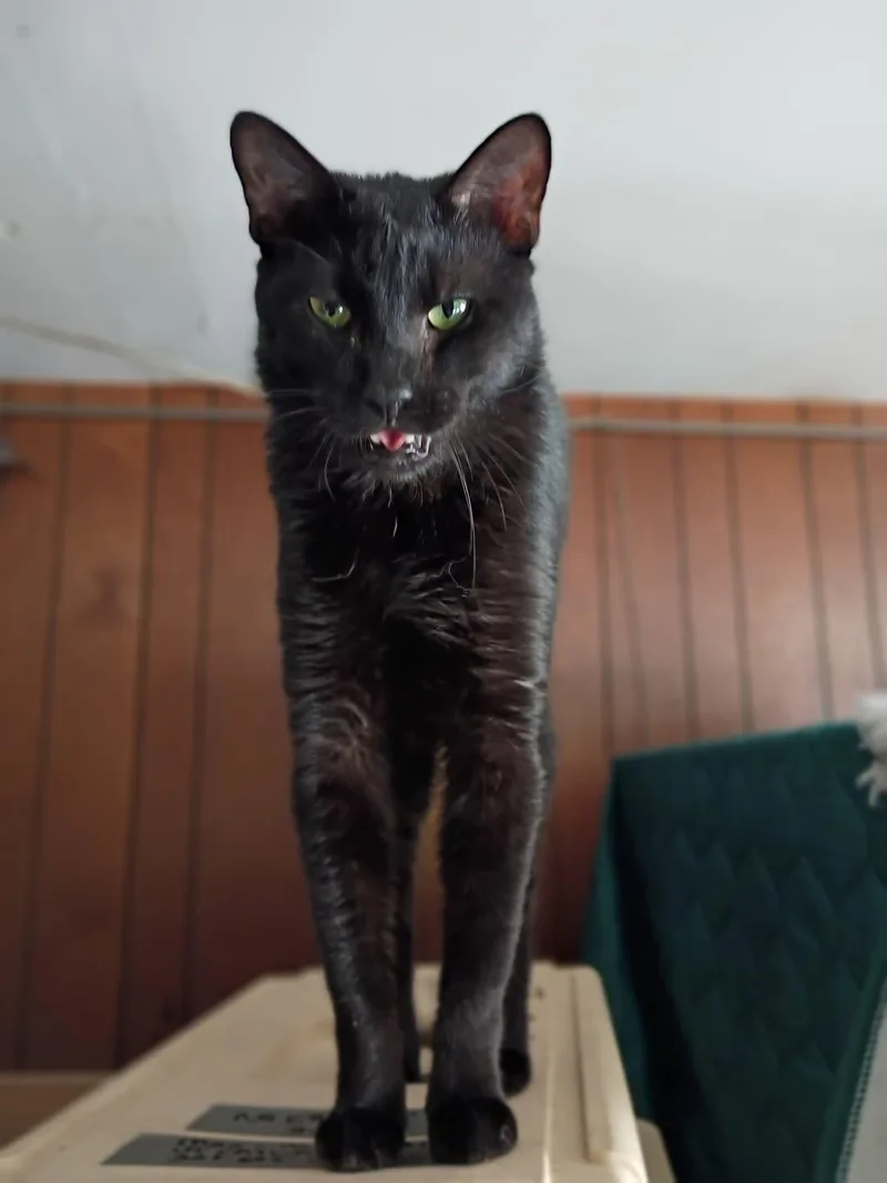 Cola The Lap Cat thumbnail 3