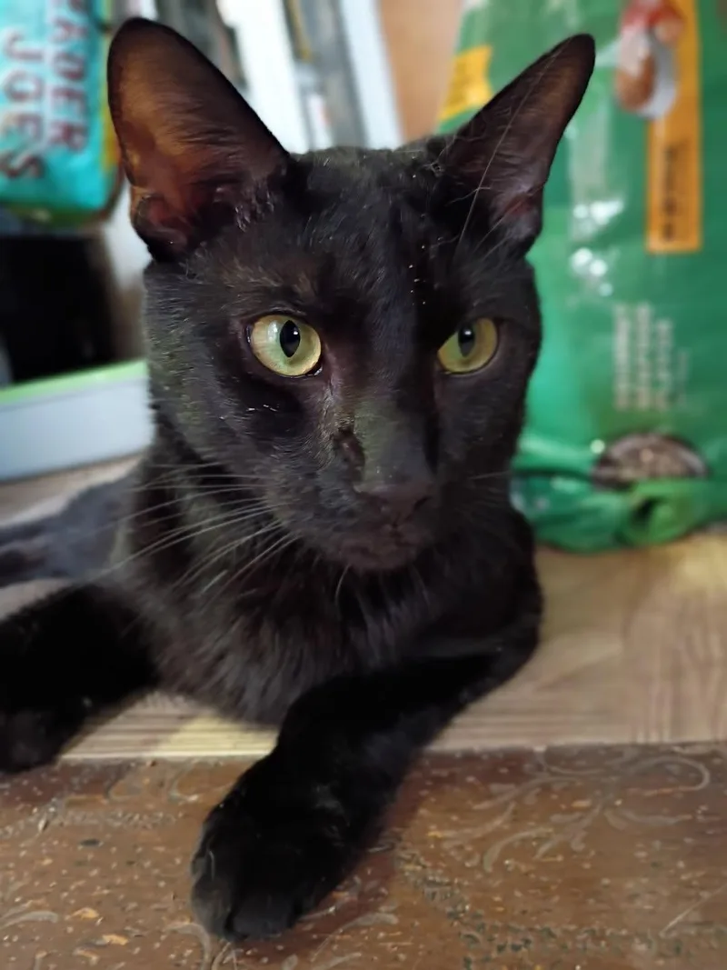 Cola The Lap Cat thumbnail 4