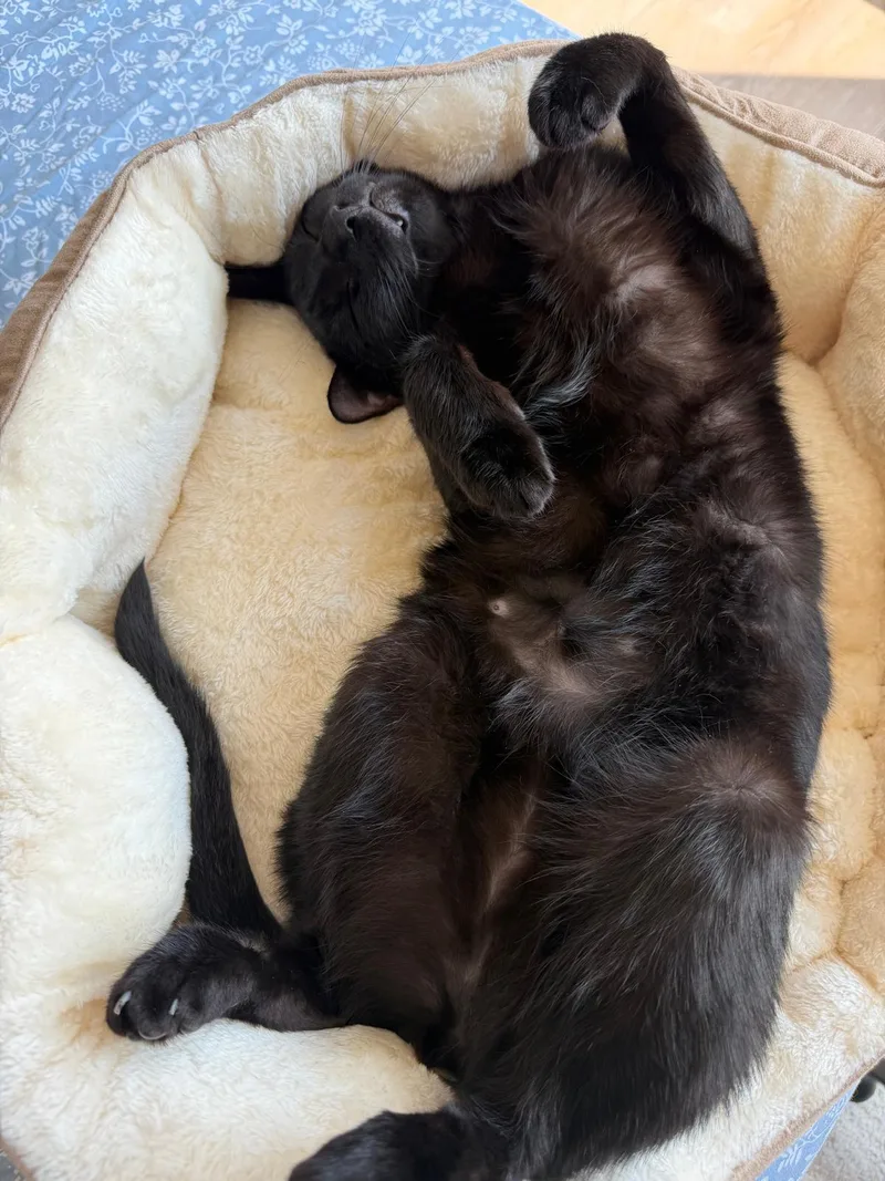 Cola The Lap Cat thumbnail 5