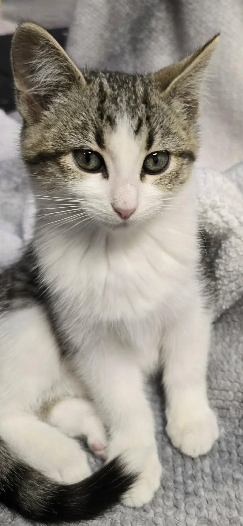 A baby small-sized female Tabby (Brown / Chocolate) Domestic Short Hair cat named Meg for adoption in Saint Charles, MO