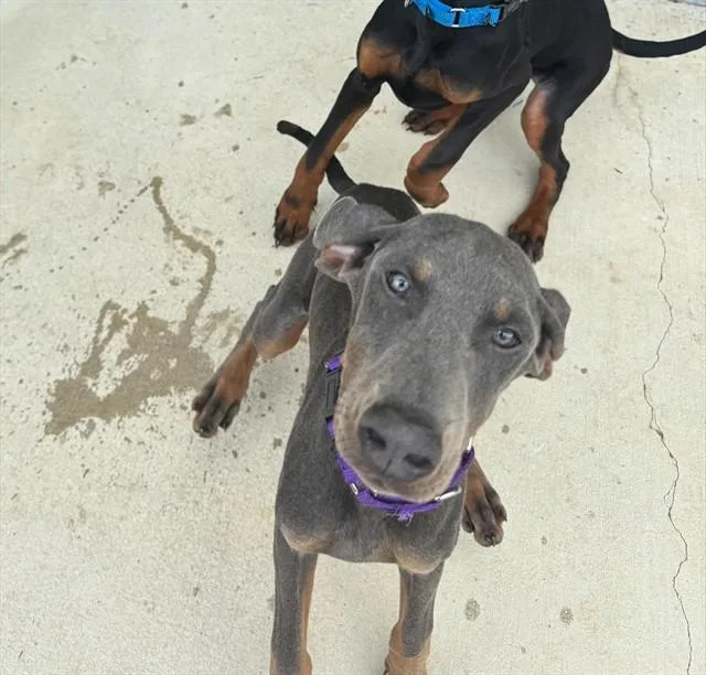 A baby medium-sized female Doberman Pinscher dog named Pear for adoption in Leesburg, VA