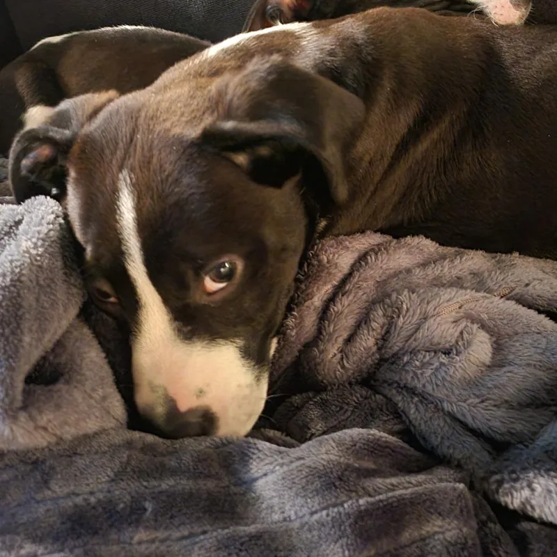 A baby medium-sized male White / Cream Mixed Breed dog named Charlie for adoption in Cincinnati, OH