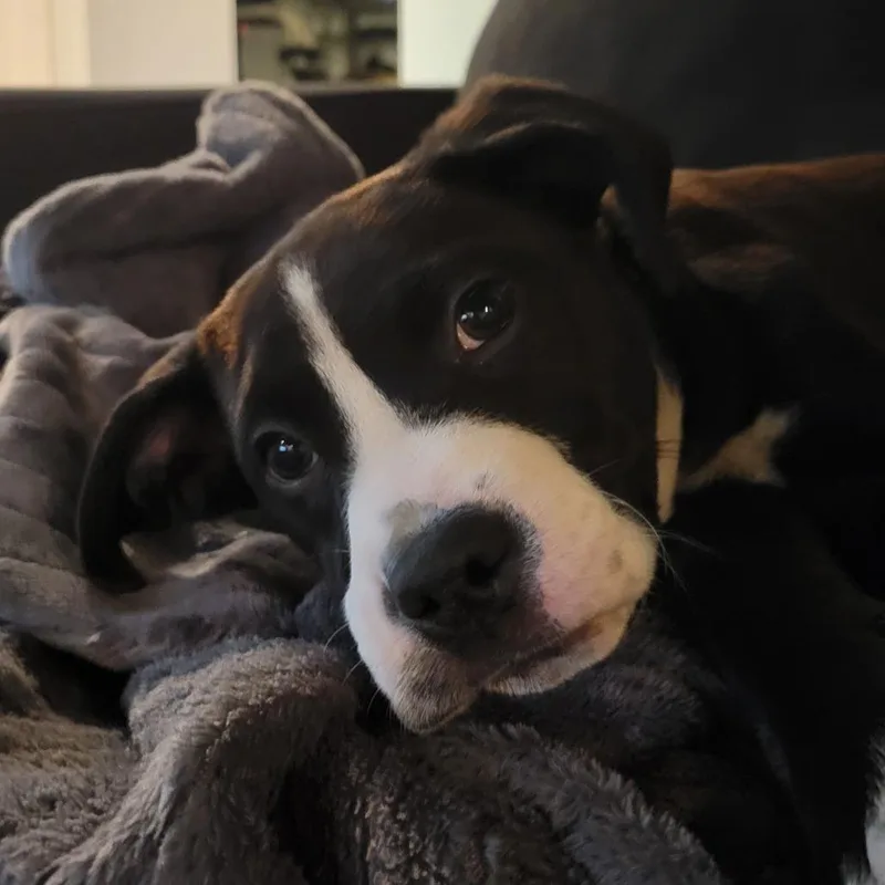 Charlie thumbnail 2