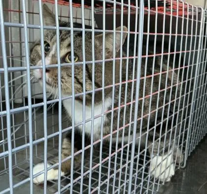 Chipmunk thumbnail 2