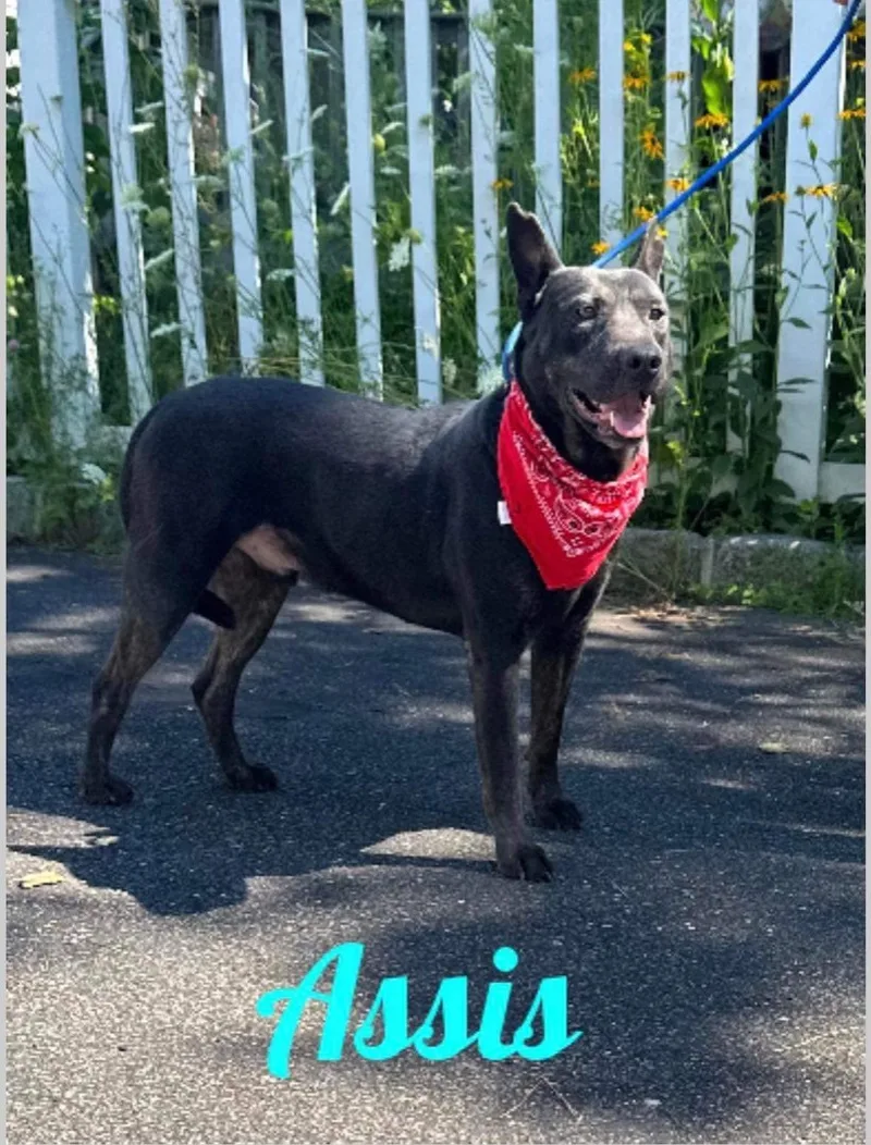 An adult medium-sized male Black Australian Kelpie dog named Assis for adoption in Old Westbury, NY