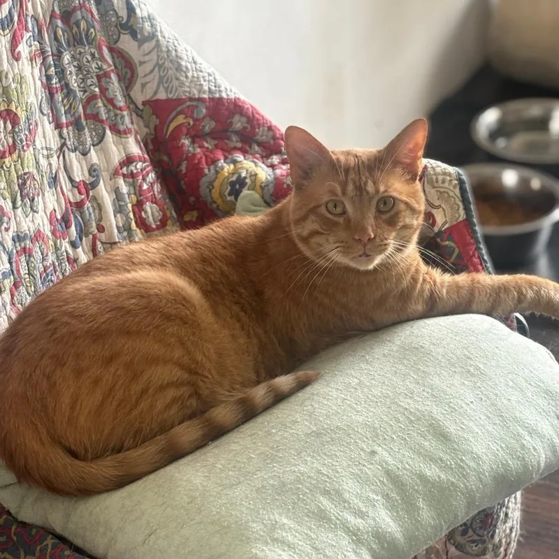 Copper C thumbnail 3