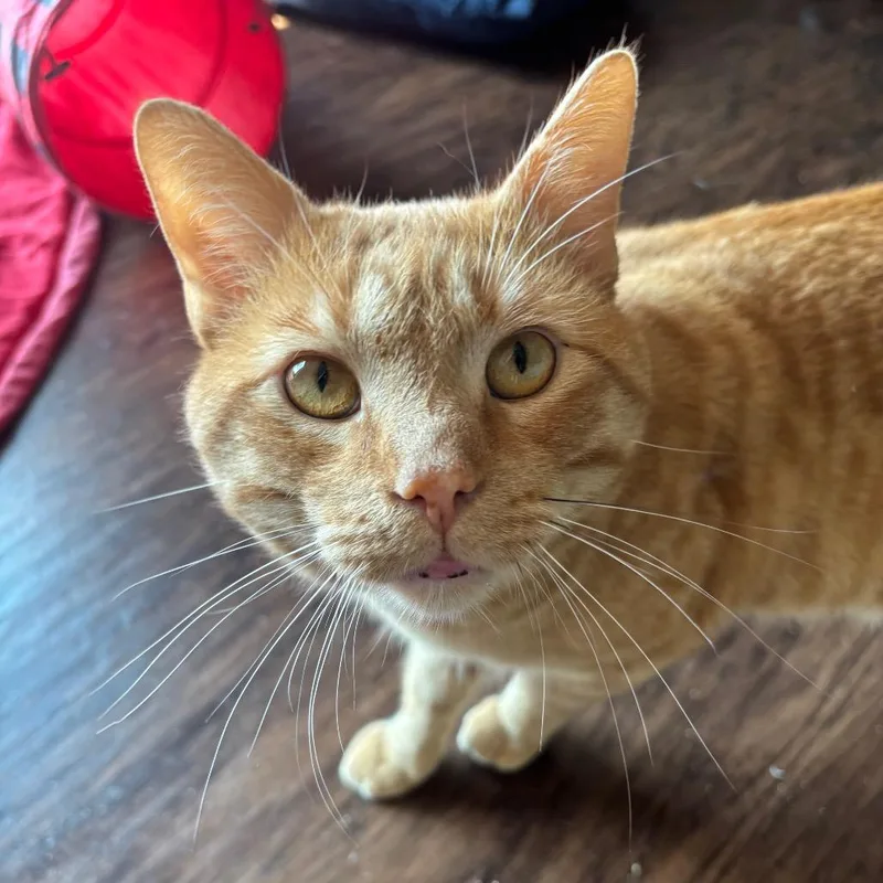 Copper C thumbnail 4