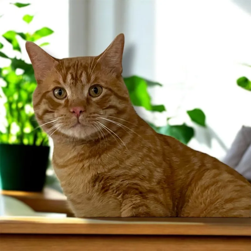 Copper C thumbnail 5