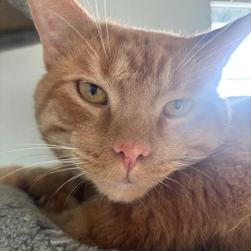 Copper C thumbnail 6