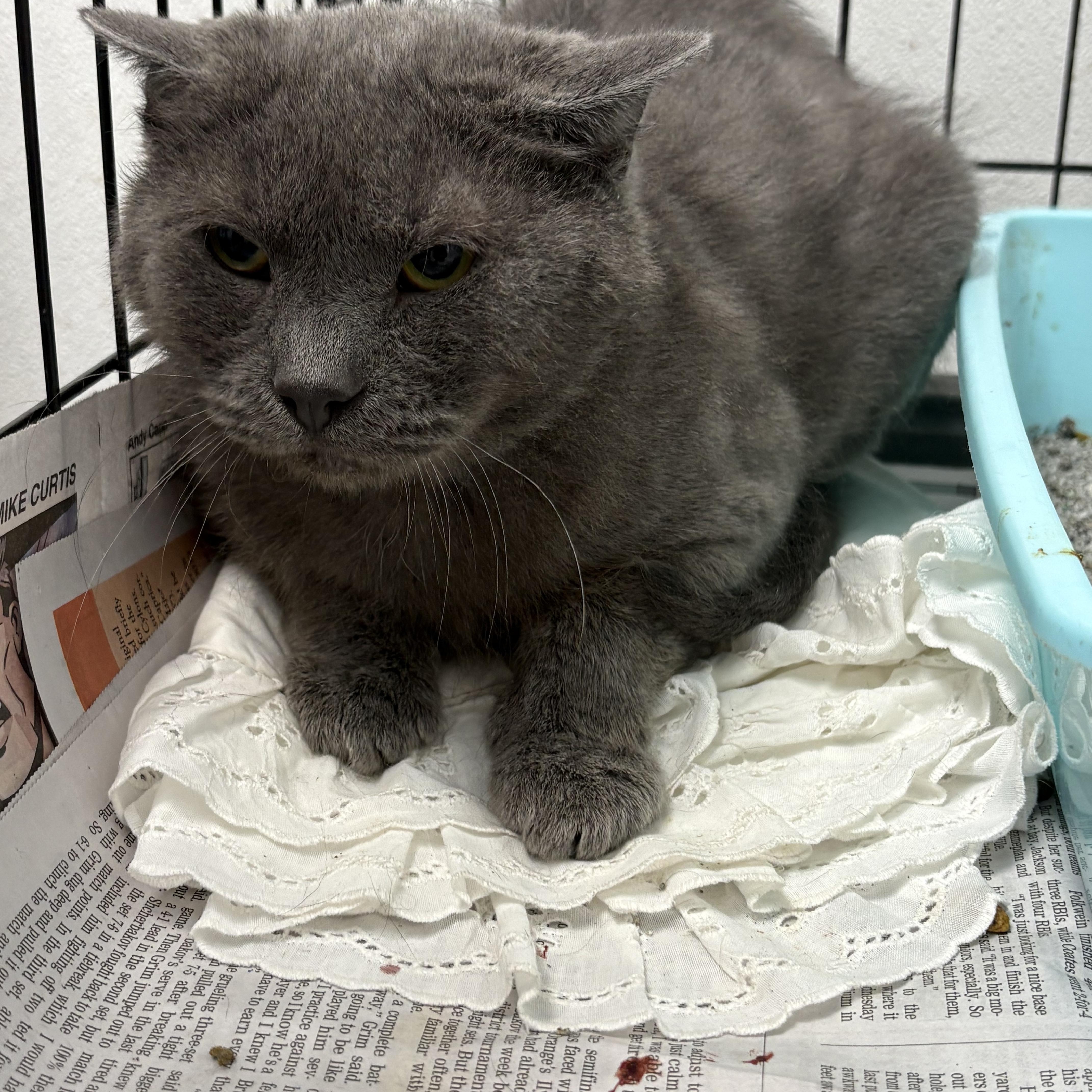A young large-sized male Gray / Blue / Silver Domestic Short Hair cat named Rolly for adoption in Youngstown, OH