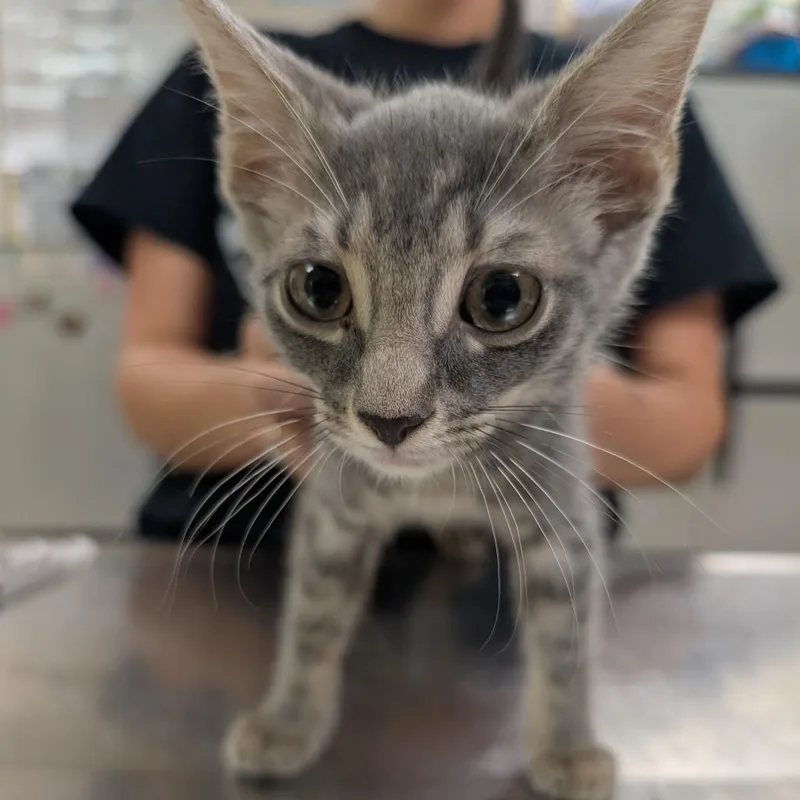 A baby small-sized male Gray / Blue / Silver Domestic Short Hair cat named Canoe for adoption in Titusville, FL