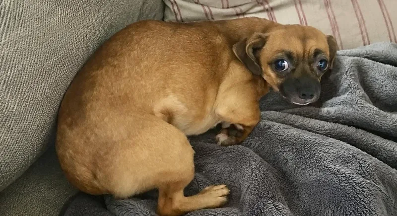 A young small-sized female Red / Chestnut / Orange Chihuahua dog named Trixie for adoption in Tifton, GA