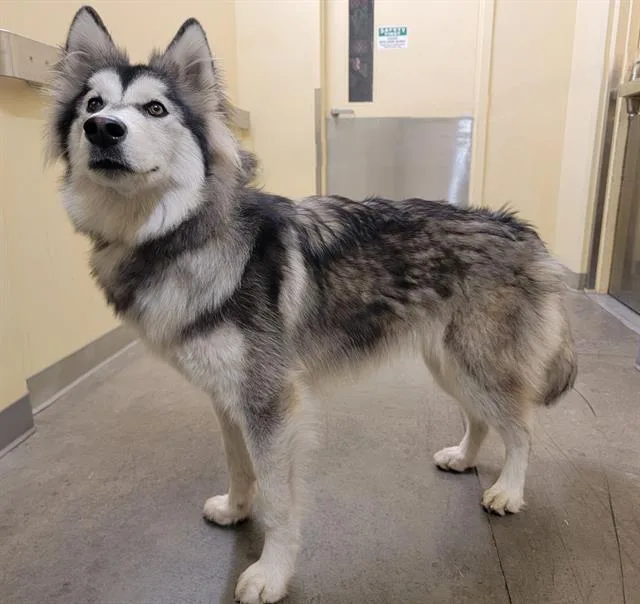 An adult large-sized female Siberian Husky dog named Sierra for adoption in Tustin, CA