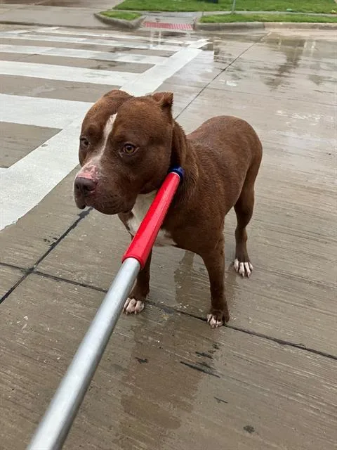 An adult large-sized female Mixed Breed dog named Carol for adoption in Dallas, TX