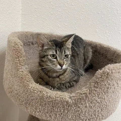 An adult medium-sized female Tabby (Brown / Chocolate) Domestic Short Hair cat named Shasta for adoption in Red Wing, MN