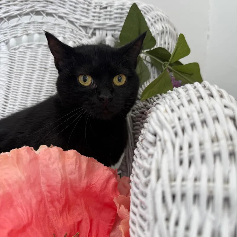 A young small-sized female Black Extra-Toes Cat / Hemingway Polydactyl cat named Beach Bum for adoption in Eaton Rapids, MI