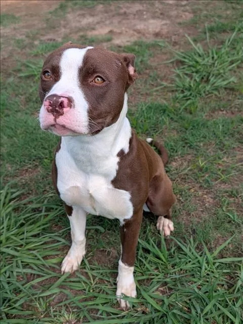An adult large-sized female Staffordshire Bull Terrier dog named Nami for adoption in Appling, GA
