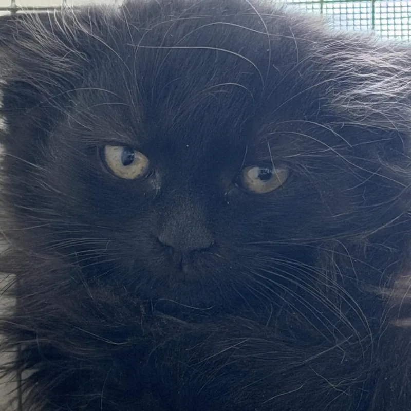 A baby small-sized female Black Domestic Medium Hair cat named Buttons for adoption in Quakertown, PA