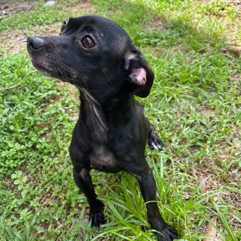 An adult small-sized female Chihuahua dog named Foxy for adoption in Jupiter, FL
