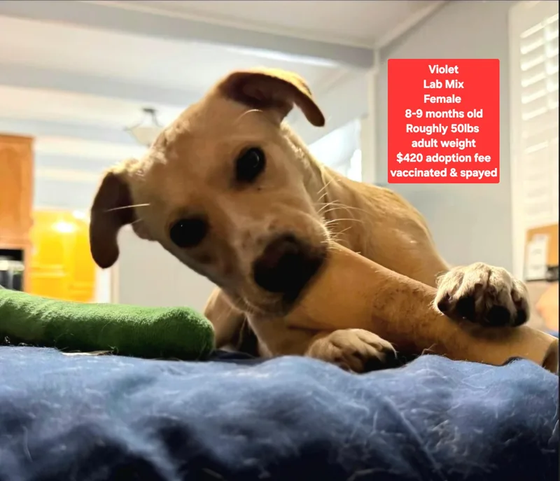 A young medium-sized female Labrador Retriever dog named Violet for adoption in Oviedo, FL