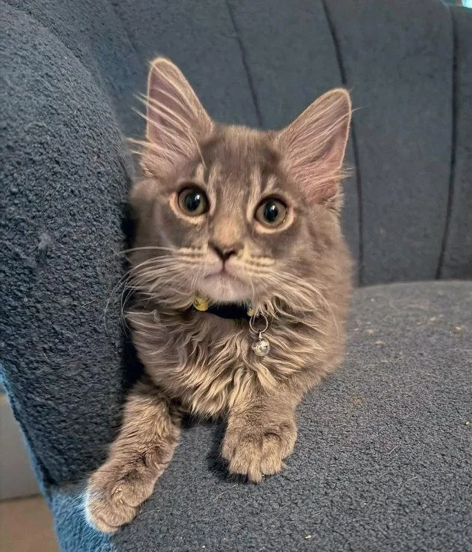 A young medium-sized male Maine Coon cat named Drax for adoption in Knoxville, TN