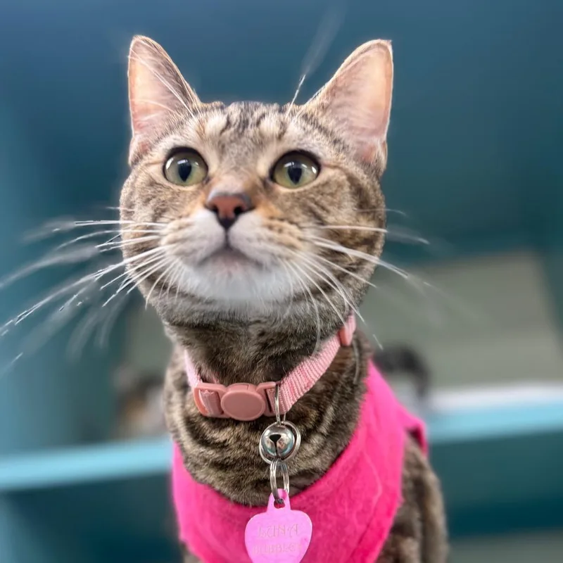 A young medium-sized female Brown / Chocolate Domestic Short Hair cat named Susanna for adoption in Boston, MA