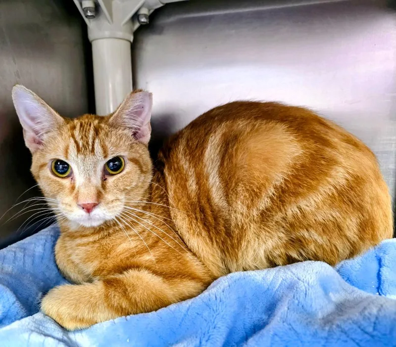 A young medium-sized male Domestic Short Hair cat named Hendrix for adoption in New Manchester, WV