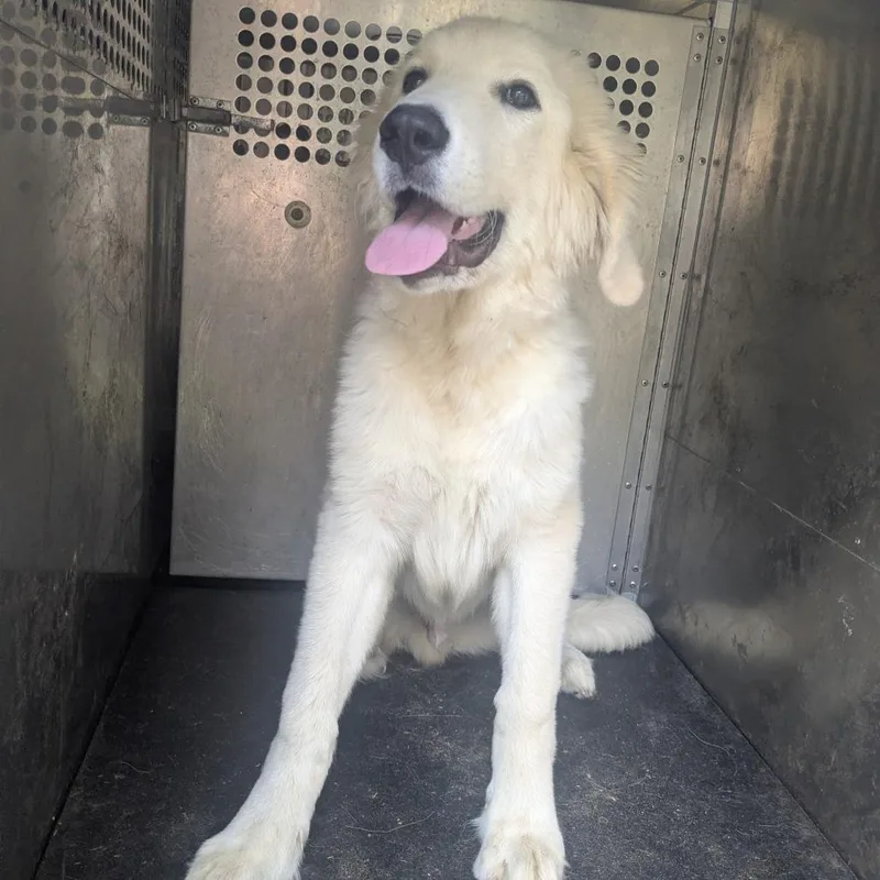 A young medium-sized male White / Cream Great Pyrenees dog named Reese for adoption in Birmingham, AL