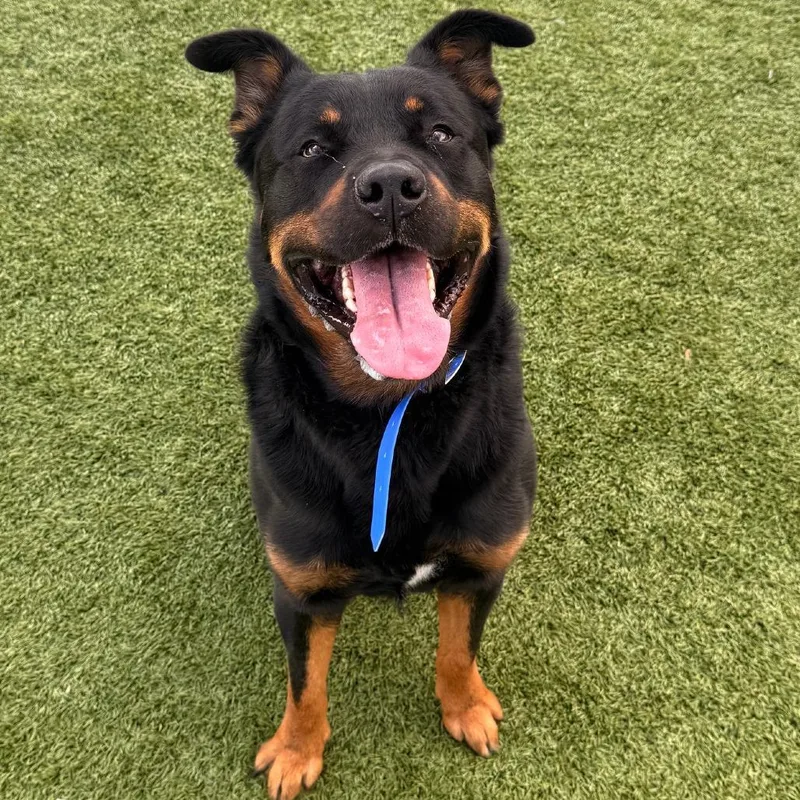 An adult large-sized male Black Rottweiler dog named Shadow for adoption in Idaho Falls, ID