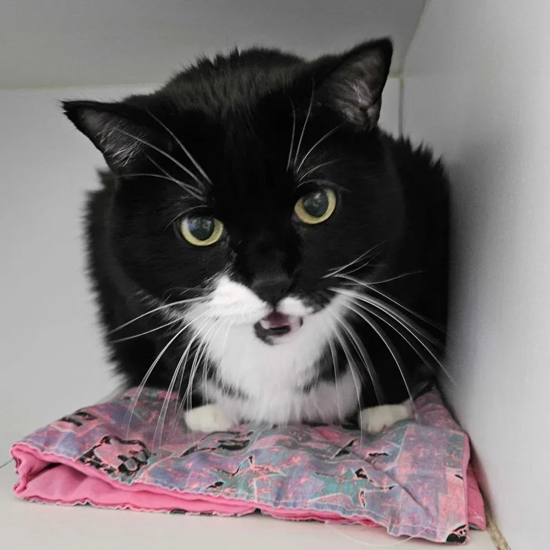 An adult extra large-sized female Black Domestic Short Hair cat named Stella for adoption in Dover, NH
